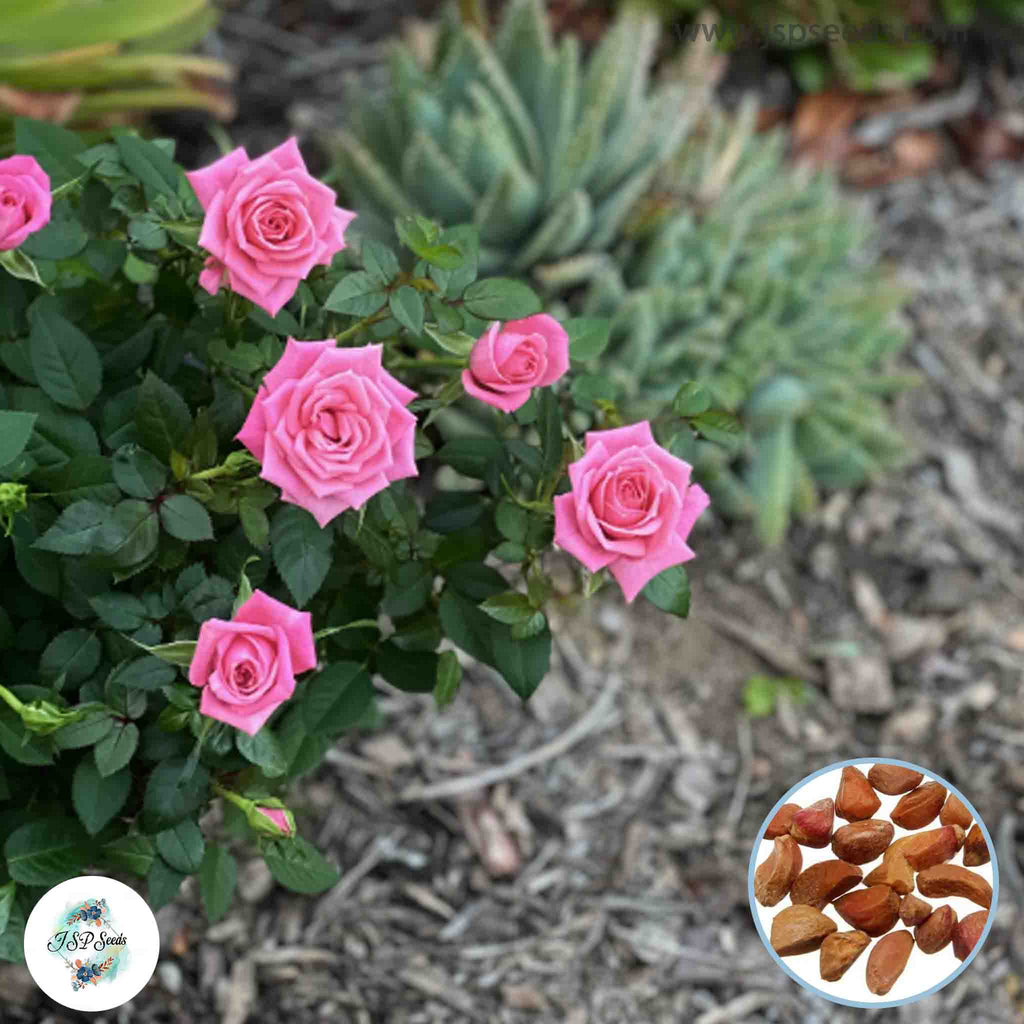 Sensei Roses 100 Thai Pink Mini Rose Rosa bush Fragrant flower Bonsai Seeds – JSPSeeds