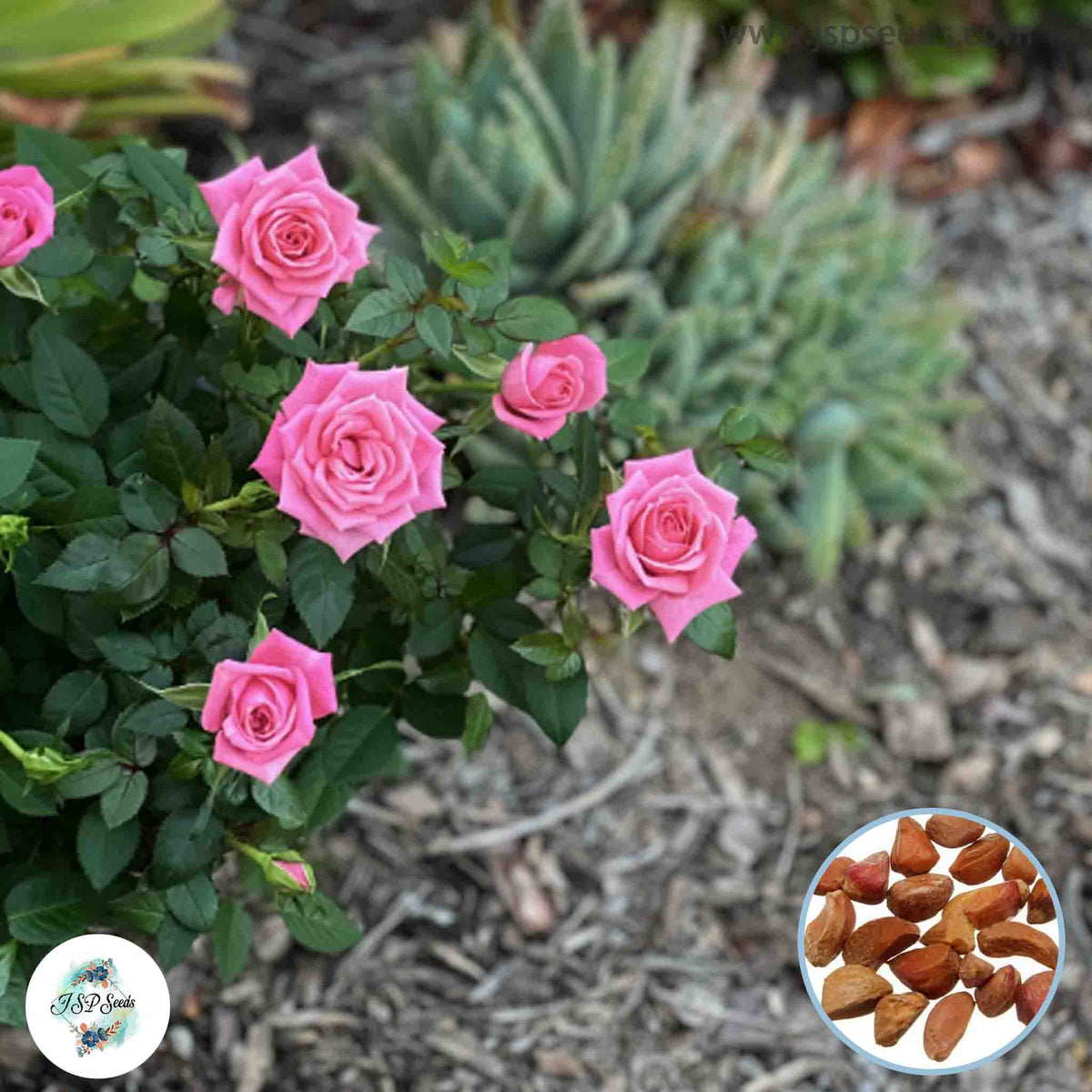 50 Heirloom Thai Pink Mini Miniature Rose Rosa bush Fragrant flower Bonsai Garden Seeds