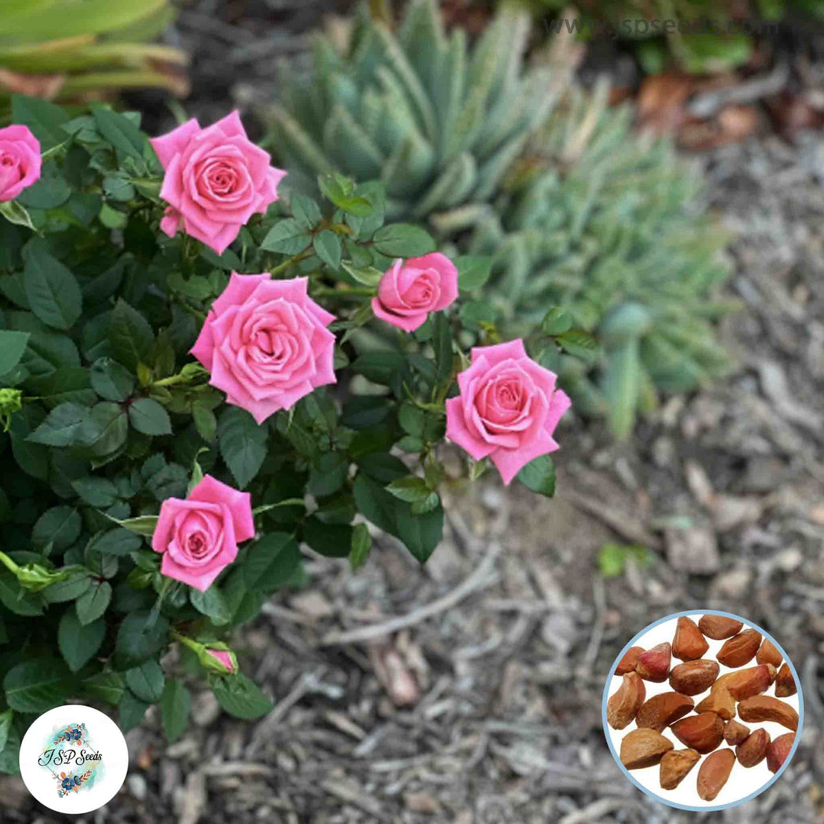 Mini Rosa Sp 100 Thai Pink Mini Rose Rosa bush Fragrant flower Bonsai Seeds – JSPSeeds