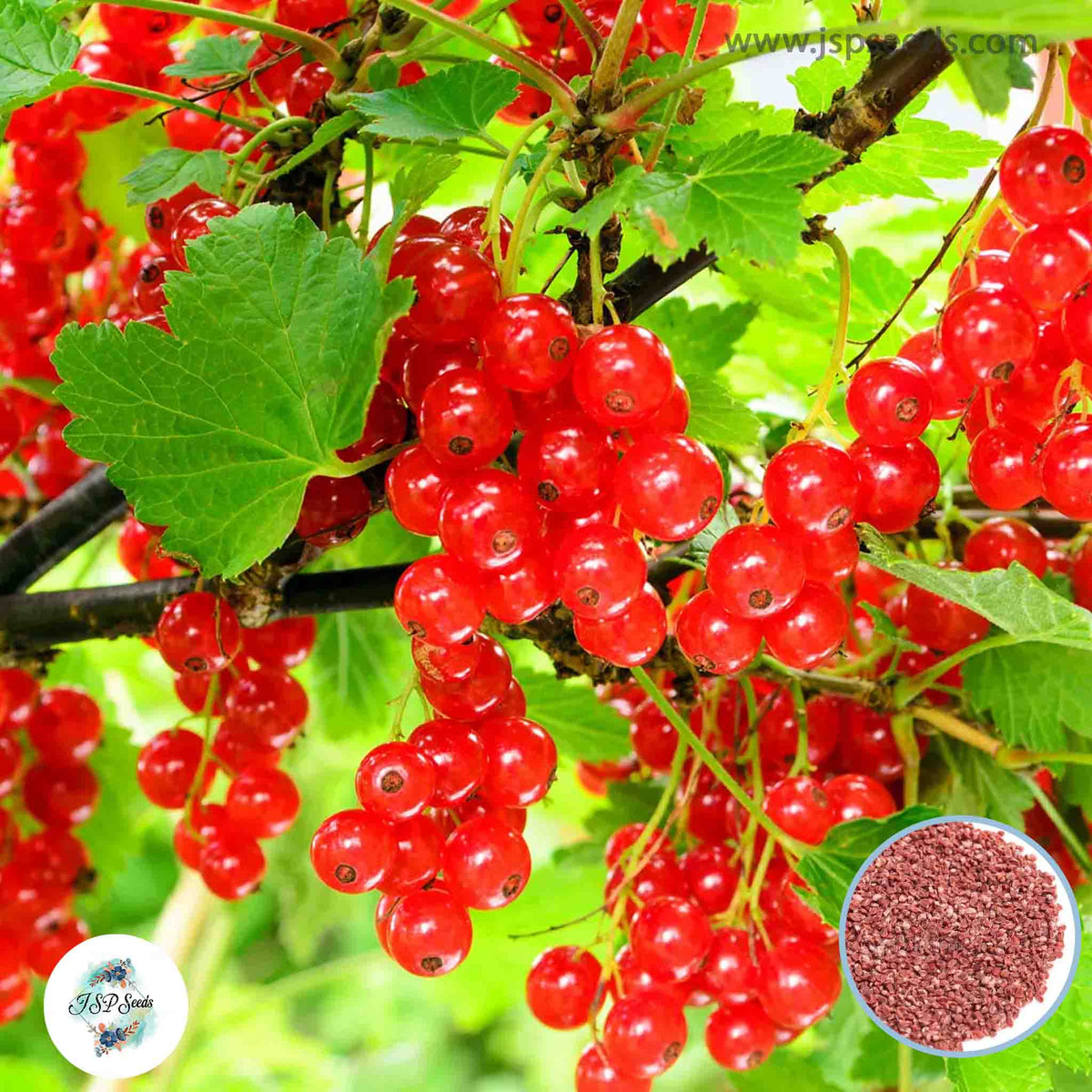 30 Red currant Seeds