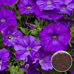 1000 Purple Shock Wave Petunia Seeds Grandiflora, Multiflora, Milliflora Perennial Flowers Annual Seeds (Flower)