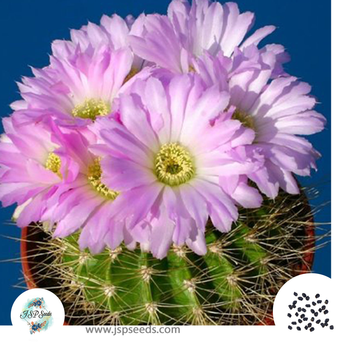 40 Seeds Acanthocalycium violaceum Cactus Succulent seeds