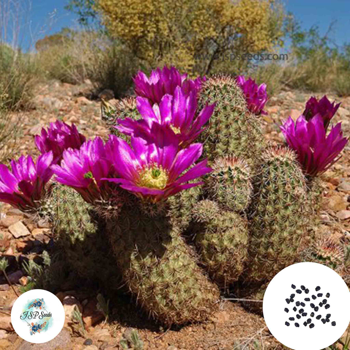 40 Seeds Echinocereus fasciculatus Cactus Succulent seeds