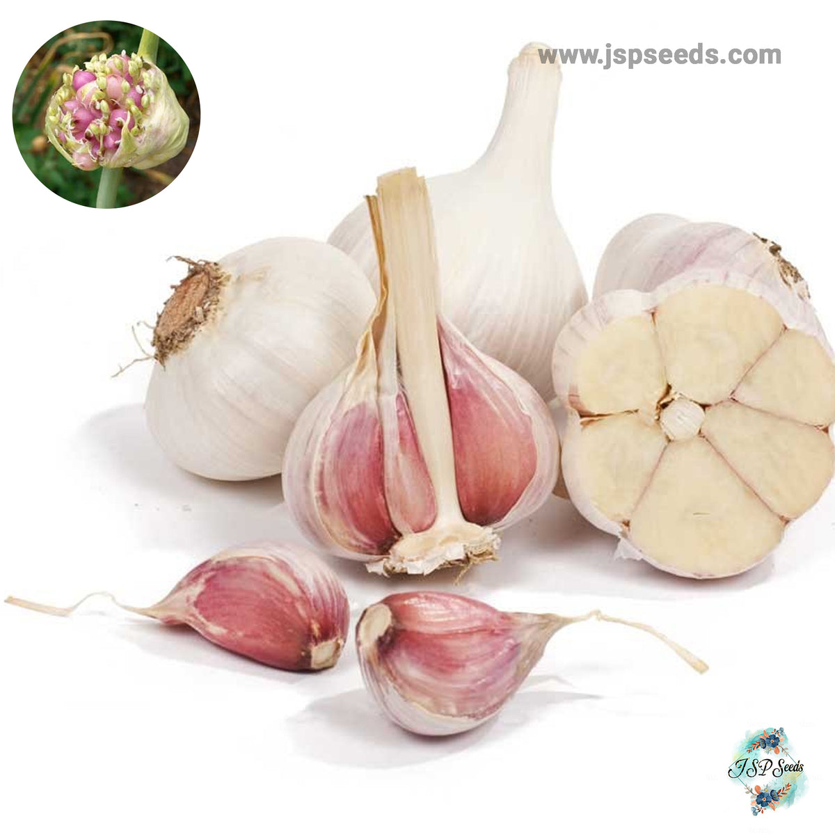 20 gram Russian Red Hardneck Garlic Bulbils (Organic Vegetable) Non-GMO Heirloom Seeds