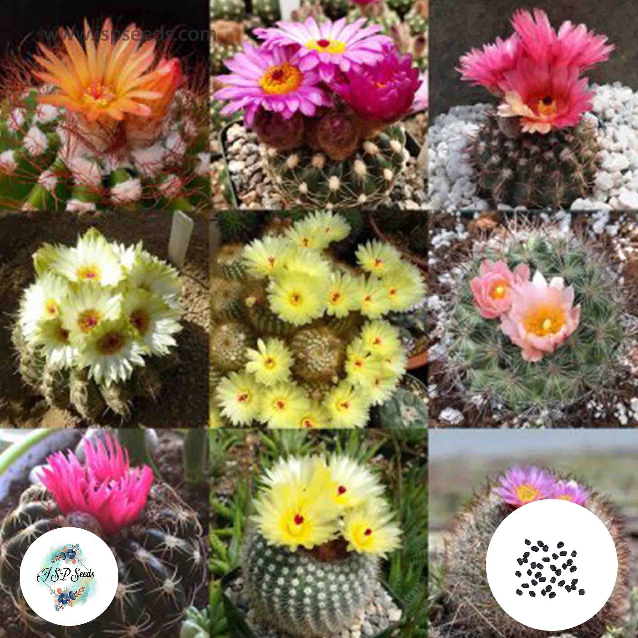 40 Seeds Notocactus mix Cactus Succulent seeds – JSPSeeds