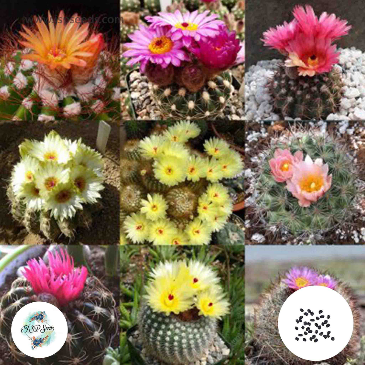 40 Seeds Notocactus  mix Cactus Succulent seeds