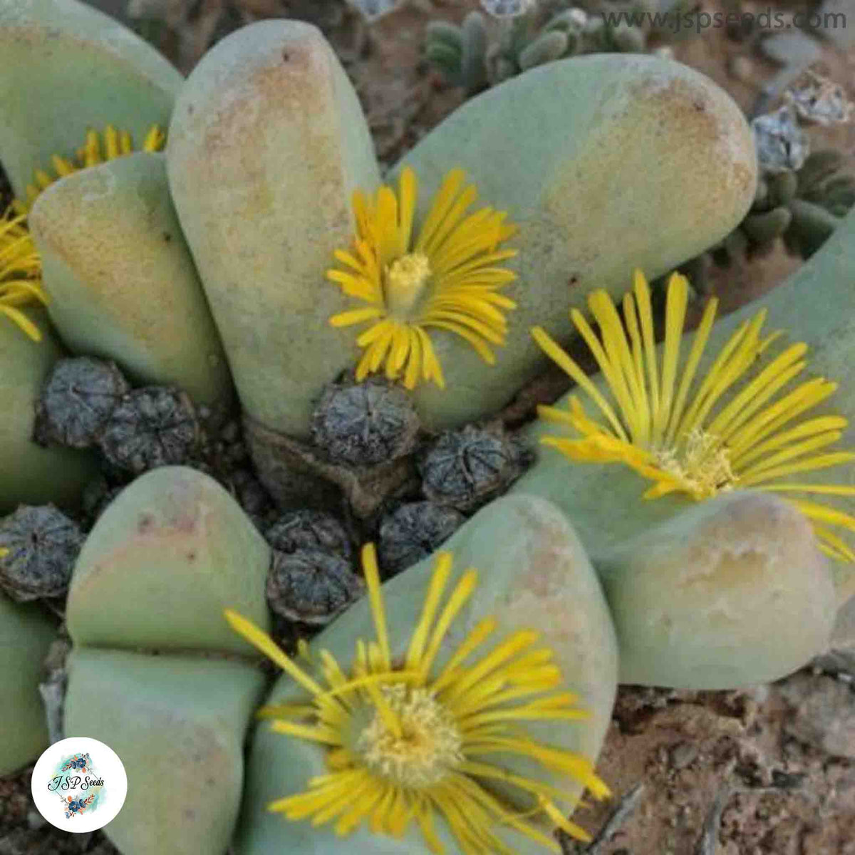 Tanquana prismatica / 40 seeds (Rock Mesemb)