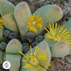 Tanquana prismatica / 40 seeds (Rock Mesemb)