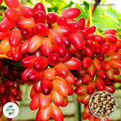 50 Beauty Finger Grape Bonsai Fruit Plant Natural Growth Sweet Garden Seeds