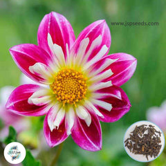 50 Yankee Doodle Dandy Dahlia Seeds (Flower Garden Potted Plants)