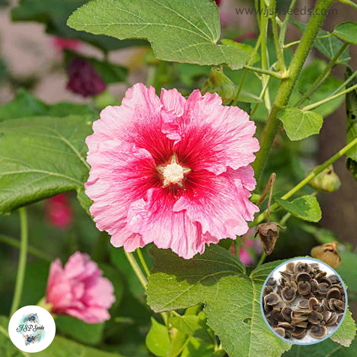 50 Pink Hollyhock Perennial Flower Seed ROSEA LINN