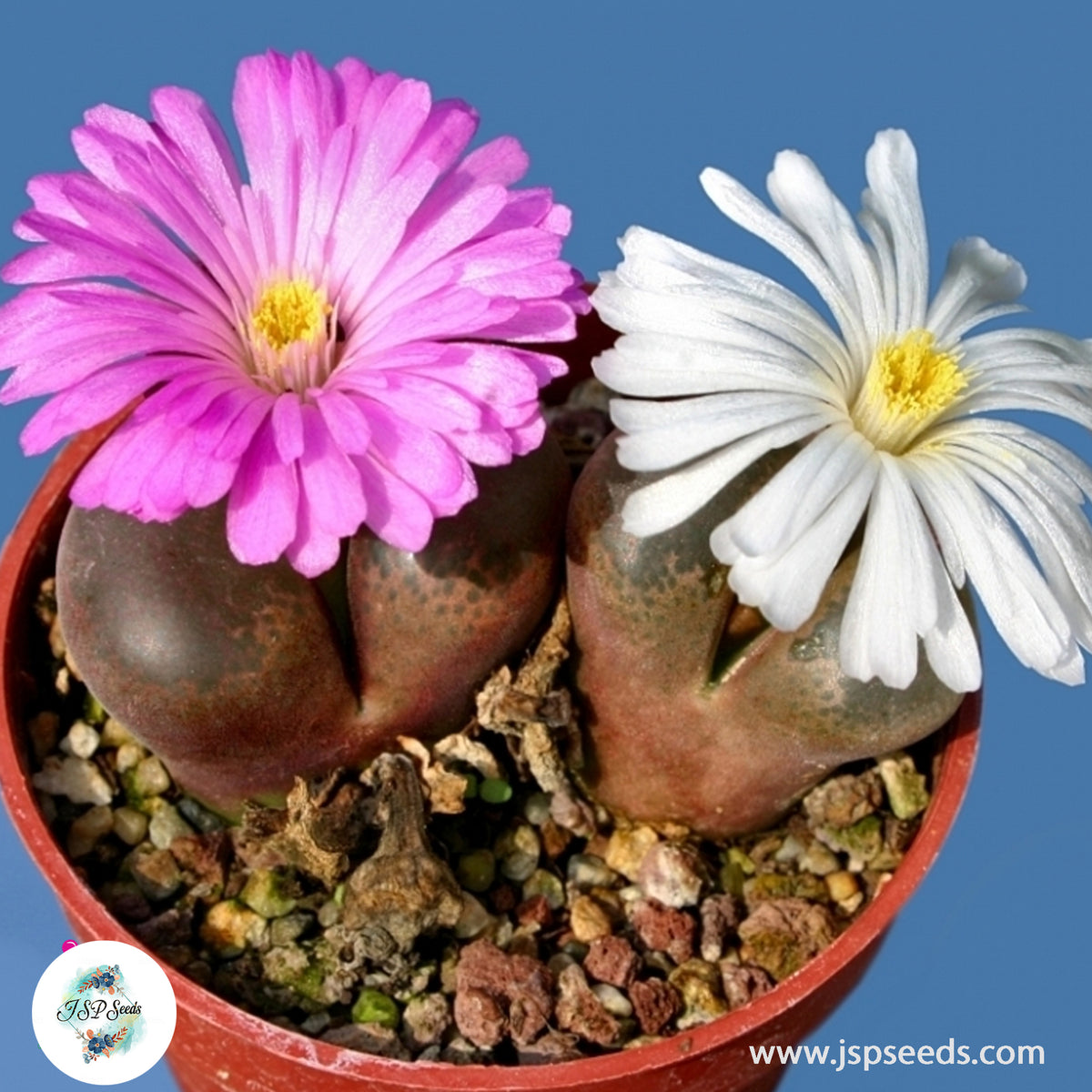 Conophytum friedrichiae / 40 seeds (Eye-Leaves)