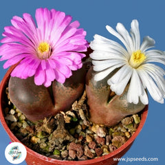 Conophytum friedrichiae / 40 seeds (Eye-Leaves)