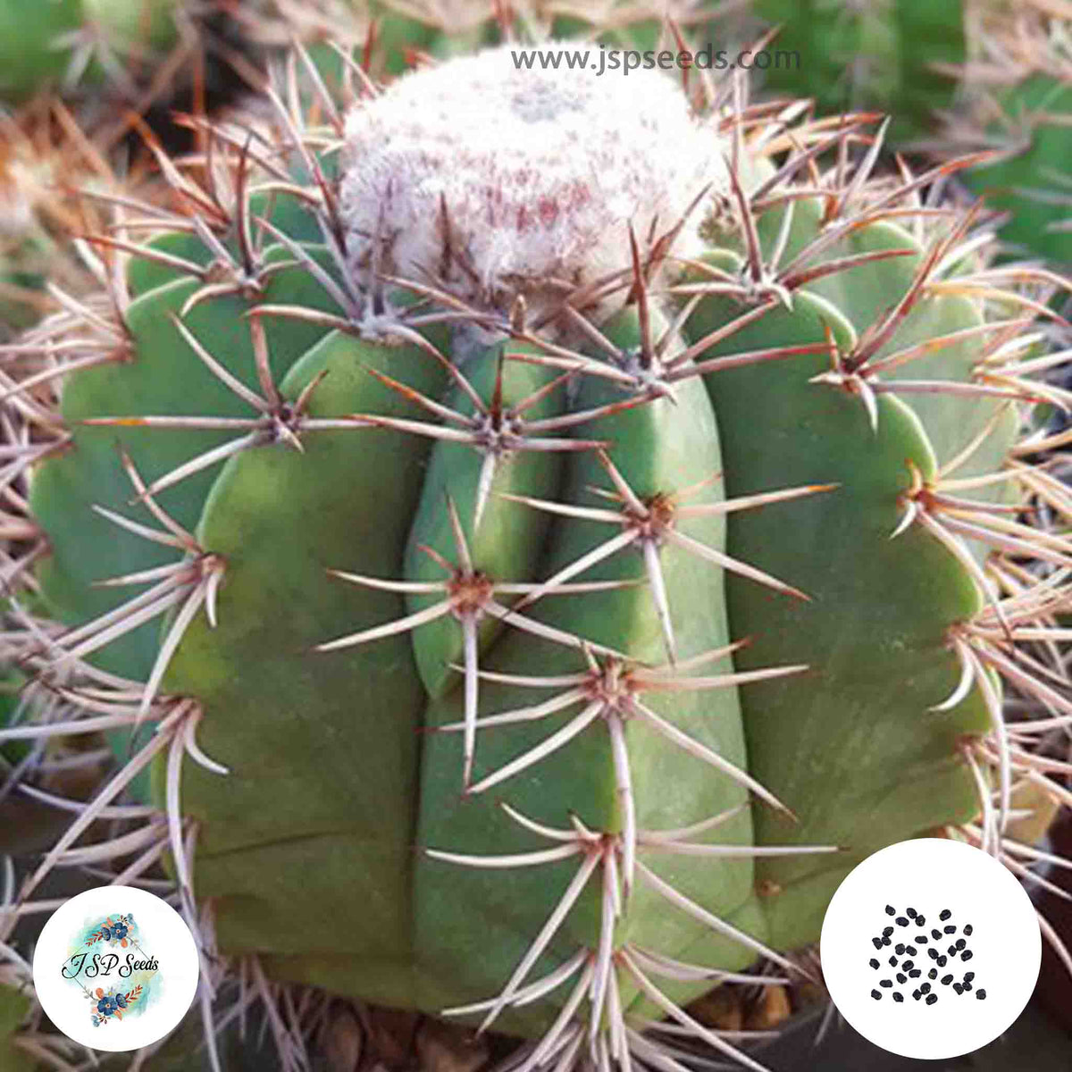 40 Seeds Melocactus mutabilis Cactus Succulent seeds