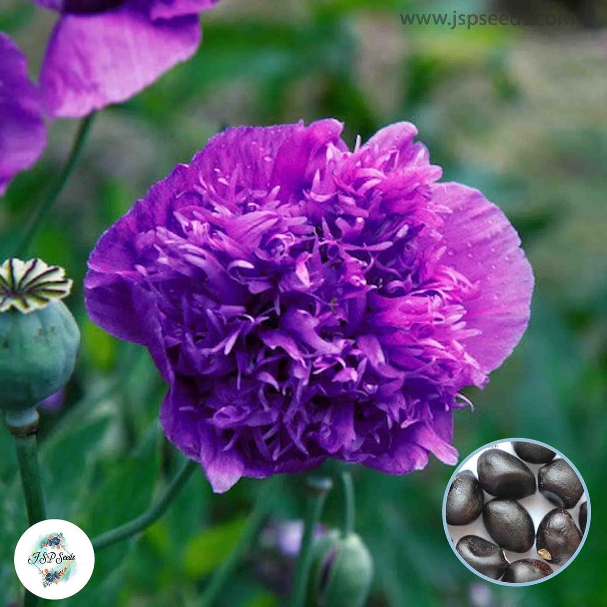 20 Purple Peony Paeoniaceae Paeonia suffruticosa Tree Flower Plant Seeds (Lucky Flower) (Flower Garden Potted Plants)