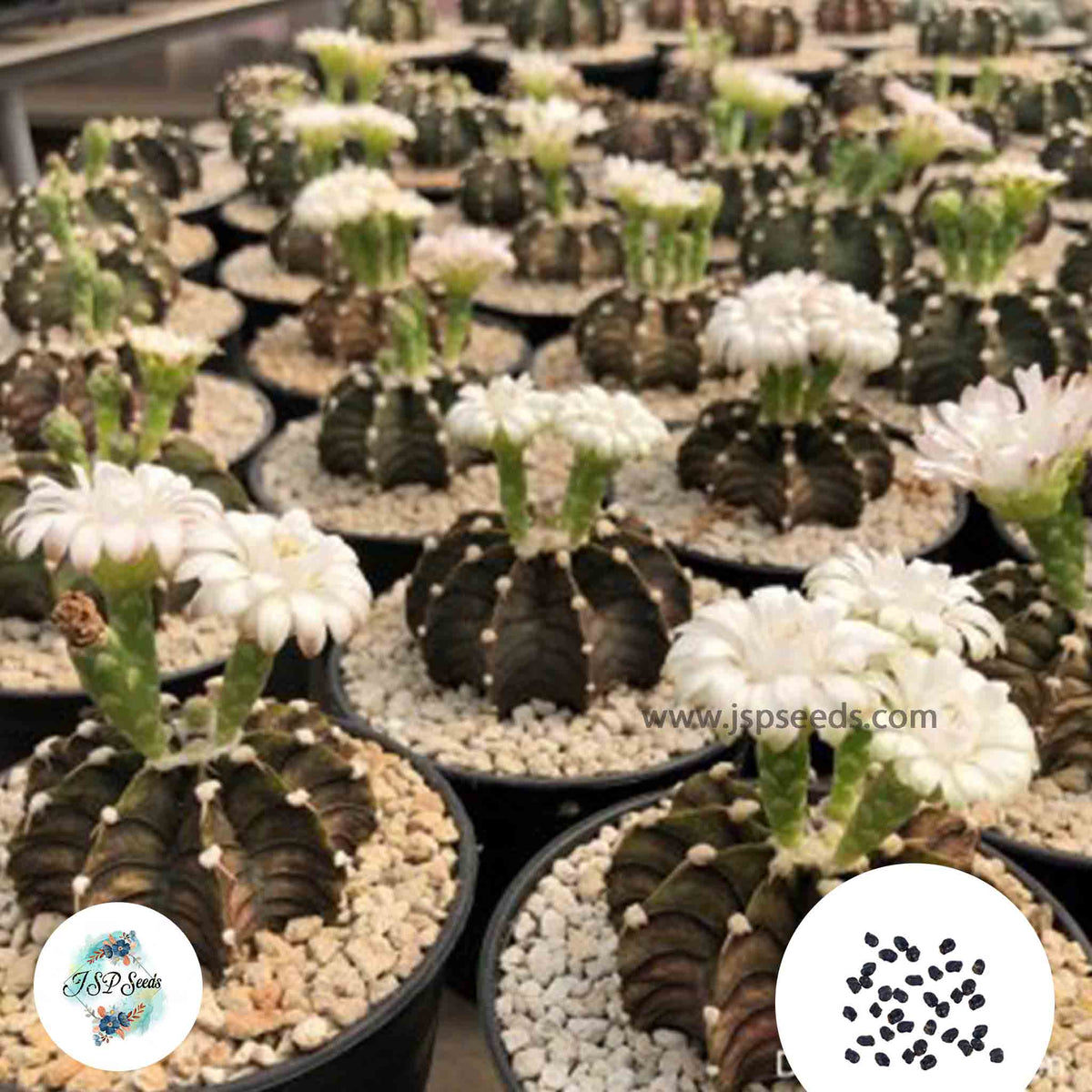 40 seeds Gymnocalycium friedrichii  Cactus Succulent seeds  VOS014a