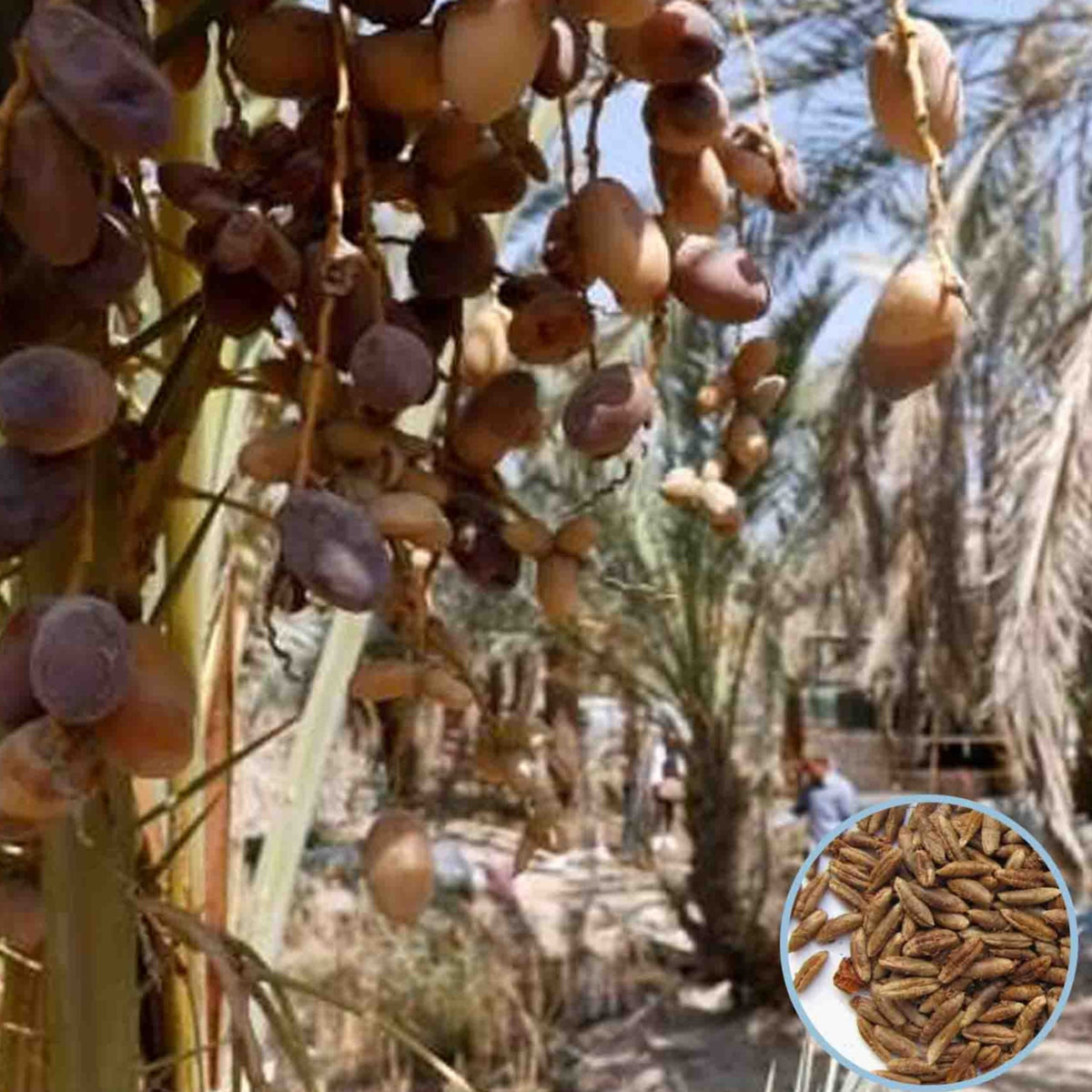 12 Iraqi Sukari Date Palm Seeds Phoenix dactylifera (Arecaceae) Fruit Seeds (UAE Lab 137)