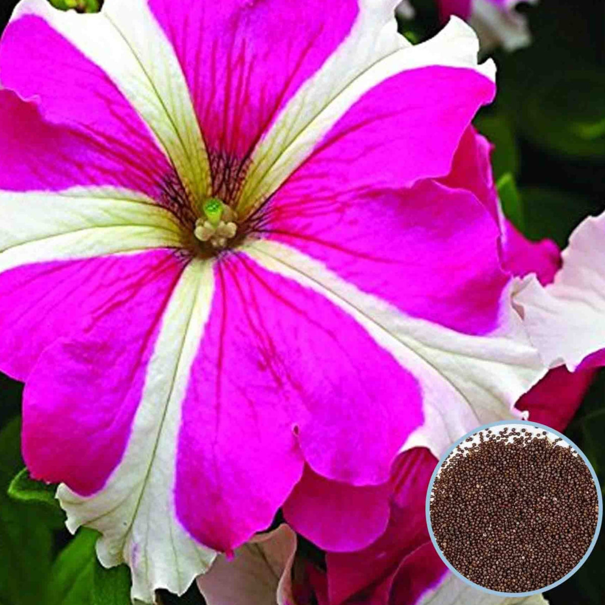 1000 Pink Ultra Petunia Seeds Grandiflora, Multiflora, Milliflora Perennial Flowers Annual Seeds (Flower)