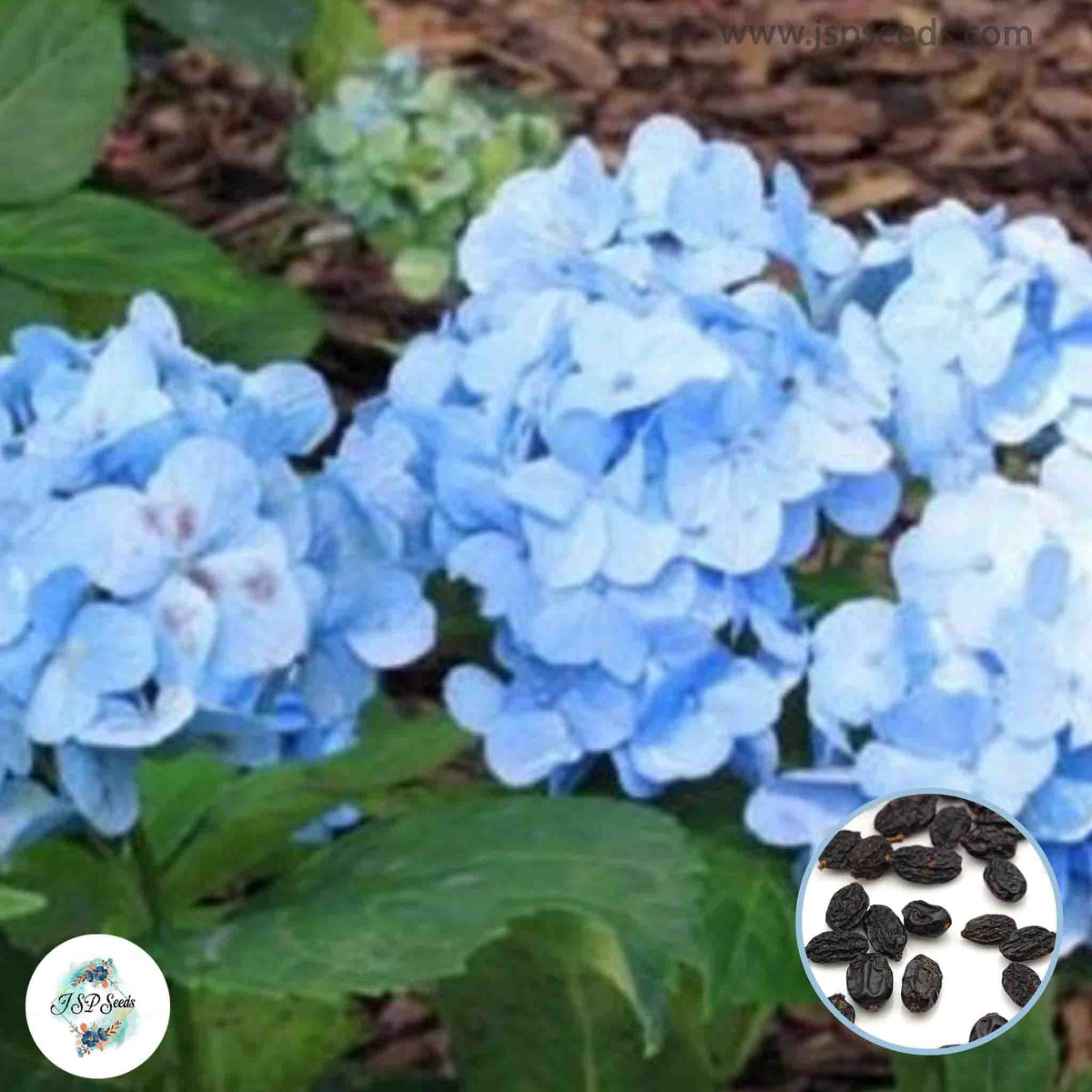 20 Blue Hydrangea Seeds Perennial Hardy Flowers Seed Shrub