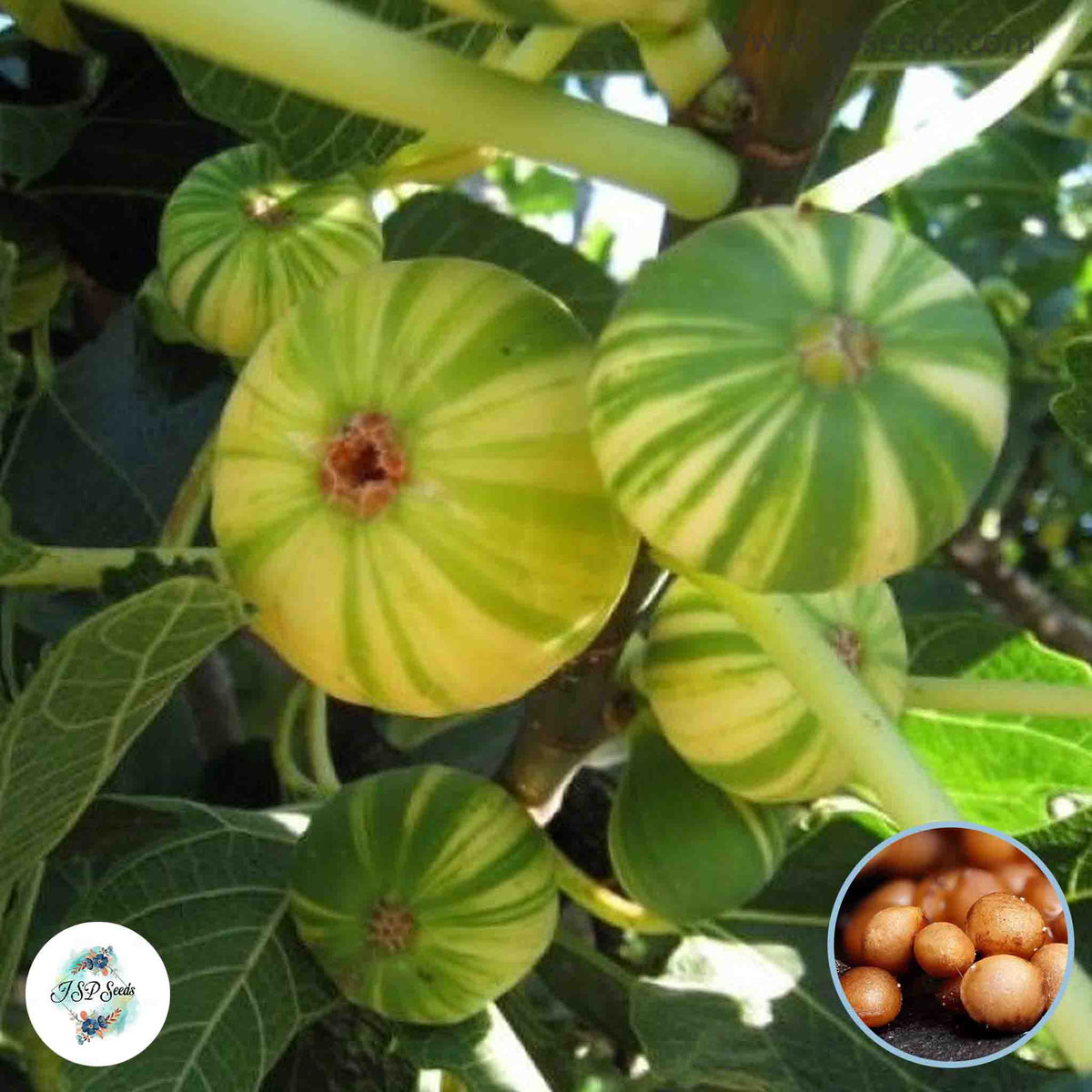 30 Panache Tiger Ficus Carica Seeds Fig Seeds Tropical Bonsai Rare Fruit Seeds