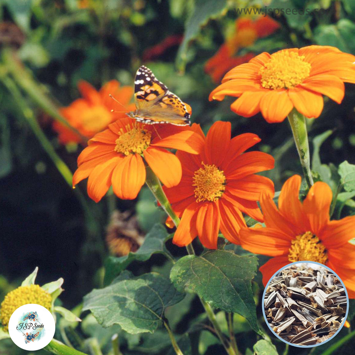 50 Mexican Sunflower Seeds (Plant Flower)