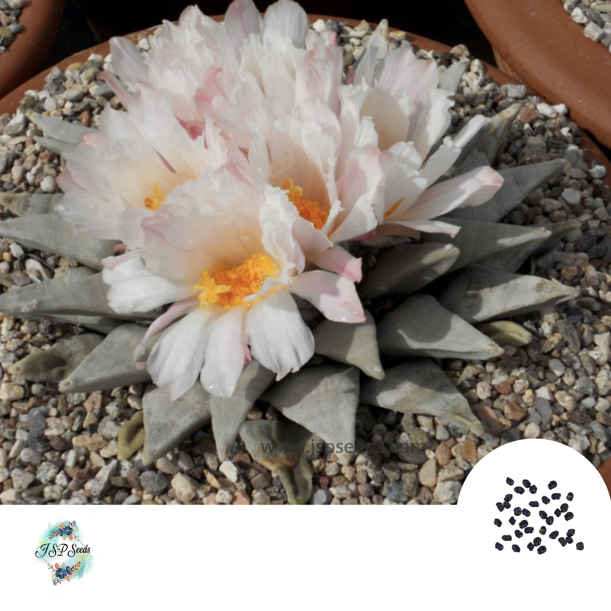 40 Seeds Ariocarpus Cactus Succulent seeds [cross breed] (RetususxGodzilla)