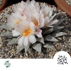 40 Seeds Ariocarpus Cactus Succulent seeds [cross breed] (RetususxGodzilla)