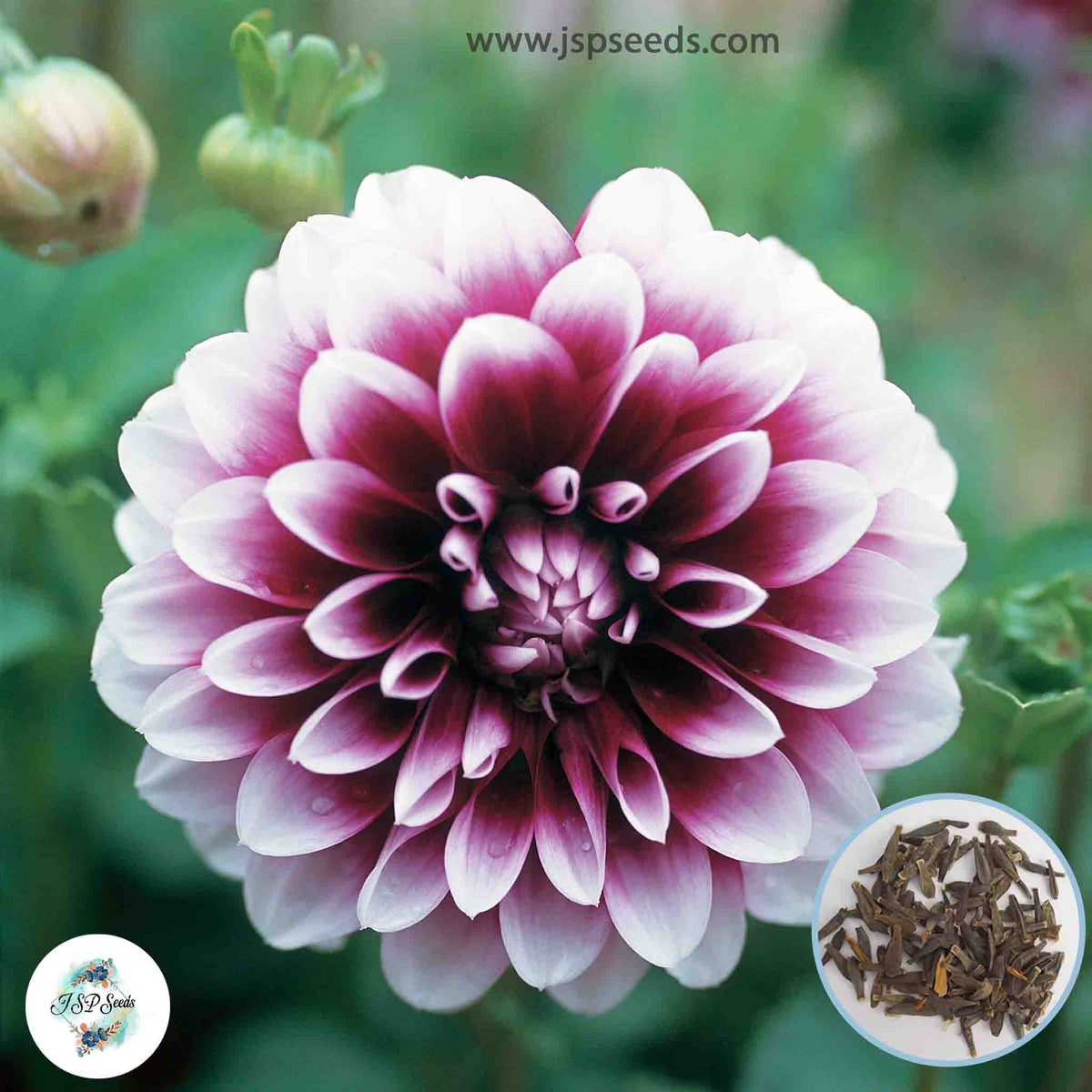 50 Edinburgh Dahlia Seeds (Flower Garden Potted Plants)