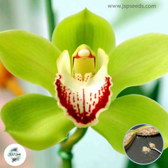 50 Green Cymbidium Orchid flower Seeds (Flower Garden Potted Plants)Thailand Orchids