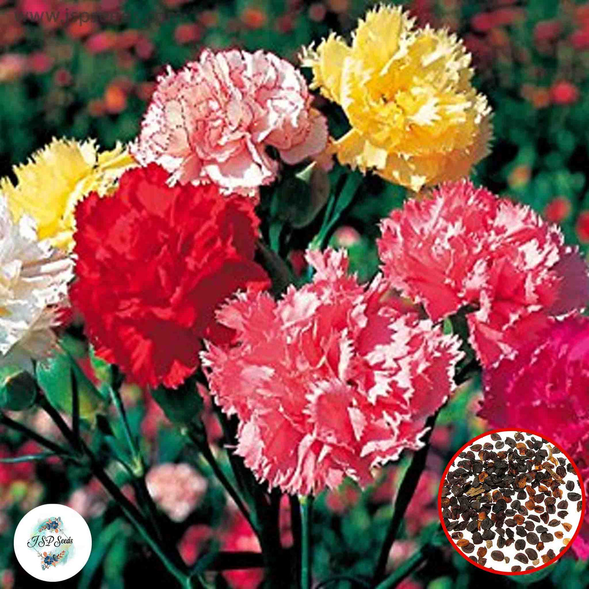 100 Mix Carnation Seeds Dianthus Flowers Seed Flower Perennial