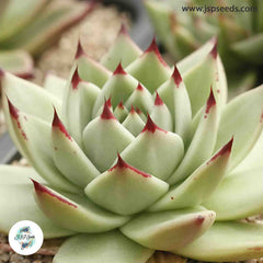 Echeveria agavoides v Maria / 40 seeds