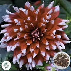 50 Blithe Spirit Dahlia Seeds (Flower Garden Plants)