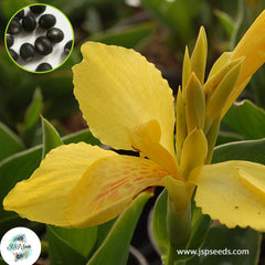 30 Cannova Yellow CANNA LILY Indian Shot Canna Indica Flower Seeds Cannaceae (Asia Flower)