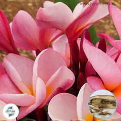 20 Thai Pung Lodehom Plumeria Rubra (Frangipani) Seeds Fresh Flower New Seeds