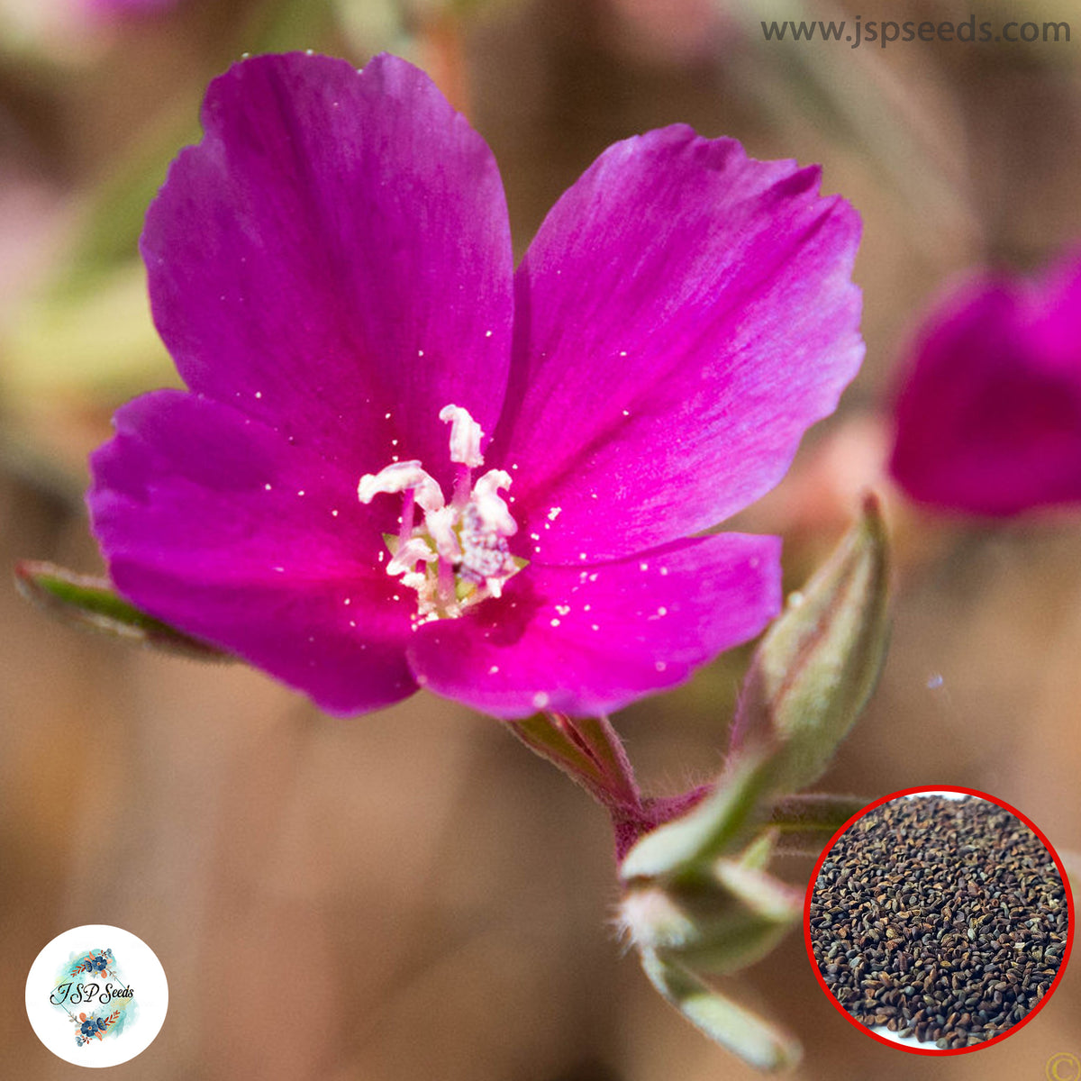 200 Purple Clarkia Farewell to Spring Godetia Amoena Annual Flower Seeds