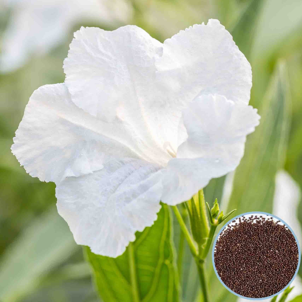 1000 White Wild Petunia Seeds Grandiflora, Multiflora, Milliflora Perennial Flowers Annual Seeds (Flower)