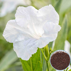 1000 White Wild Petunia Seeds Grandiflora, Multiflora, Milliflora Perennial Flowers Annual Seeds (Flower)