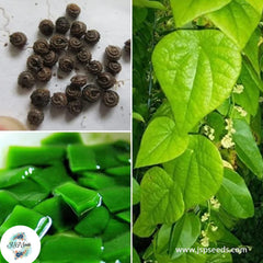 20 Tiliacora triandra Yanang Suong Sam Long Seeds (Asia Herbal)Ya-Nang