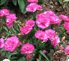 100 Pink Carnation Seeds Dianthus Flowers Seed Flower Perennial