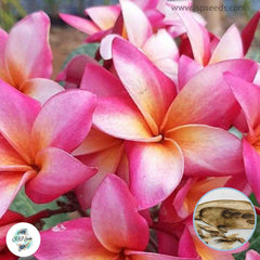 20 Thai Linda Plumeria Rubra (Frangipani) Seeds Fresh Flower New Seeds