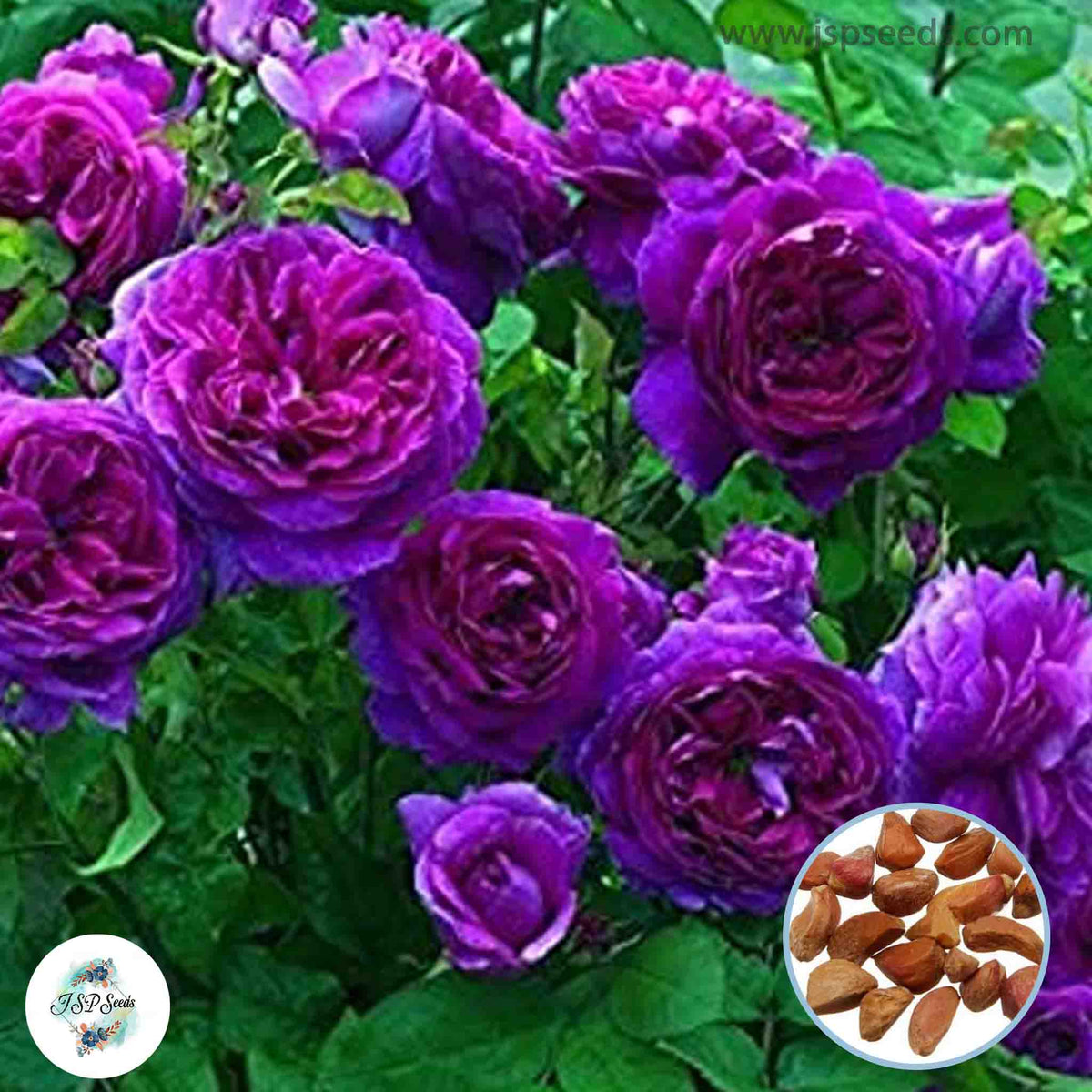 50 Heirloom Purple Climbing Rose Rosa Multiflora Perennial Fragrant flower Bonsai Garden Seeds