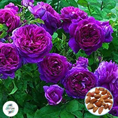 50 Heirloom Purple Climbing Rose Rosa Multiflora Perennial Fragrant flower Bonsai Garden Seeds