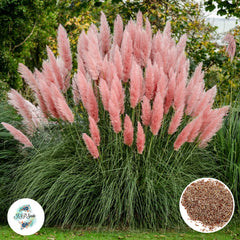 300 Pink and White Cortaderia Selloana Seeds Pampas Grass Perennial Blooms Seeds