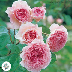 50 Heirloom James Galway English Rose flower Bonsai Garden Seeds