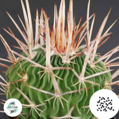 40 Seeds Echinofossulocactus guerraianus Cactus Succulent seeds