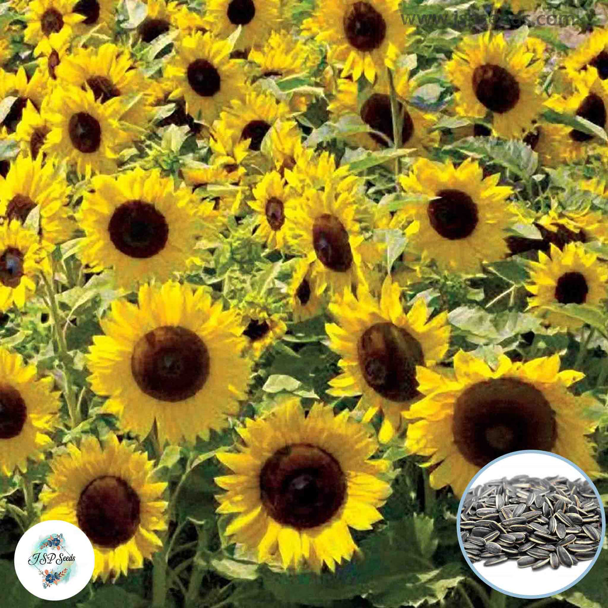 50 Sunspot Sunflower Seeds (Flower Plants)