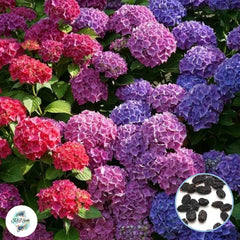 20 Hydrangea Seeds Perennial Hardy Flowers Seed Shrub