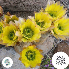 40 Seeds Echinocereus dasyacanthus Cactus Succulent seeds