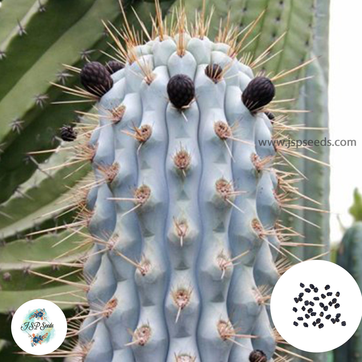 40 Seeds Azureocereus viridis Cactus Succulent seeds