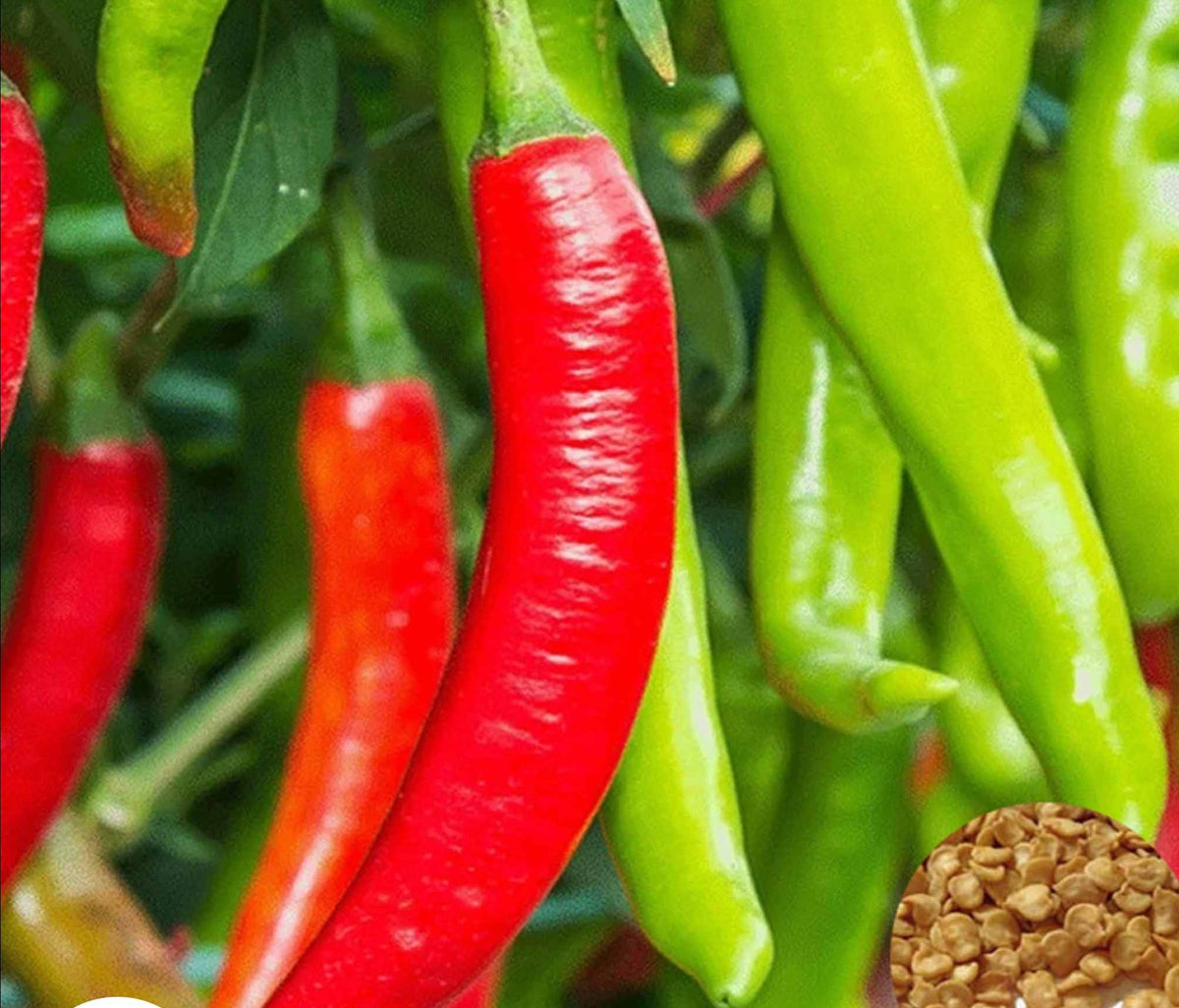 100 Spicy Red Hot Chili Pepper Heirloom Seeds (Vegetable Potted Plants)